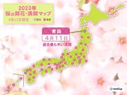 青森で桜が満開　統計開始来最も早い満開に　今週末は北海道で開花予想