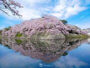 水鏡に映える満開の桜　滋賀・彦根城        