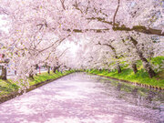 「最古のソメイヨシノ」が塗り替えられた!? 三大桜名所、弘前公園の桜は“ここが違う”
