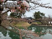 青森・弘前公園の桜が開花　次の週末には満開に