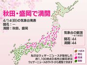 今日の桜開花状況 4月14日(日) 秋田・盛岡で満開に　順調に桜前線北上中
