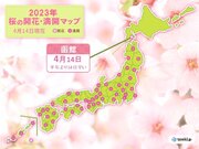 北海道　函館で桜開花!　史上最も早い開花に