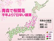 今日の桜開花状況　4月15日(月) 青森で桜開花　平年より7日早い観測