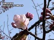 札幌で桜開花　平年よりも半月以上早く、過去最早記録を6日間も更新