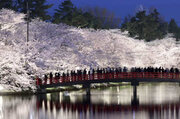 青森・弘前公園の桜が見頃 「花筏」は20日ごろから