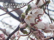 札幌の桜が昨年に次ぐ2番目に早い開花　桜前線は北海道に上陸