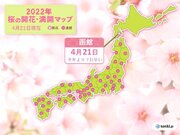 函館で桜が開花　北の大地でも　平年より早く　桜の季節に