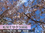 札幌で桜開花　統計史上5番目の早さ