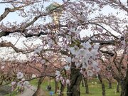 函館で桜開花　明日25日(木)以降は少し足踏みも        