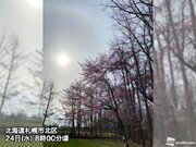 北海道でハロと桜のコラボレーション　天気下り坂のサイン