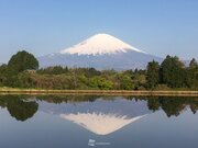 逆さ富士　この時期限定！田んぼに映る富士山        