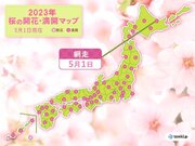 網走で桜(エゾヤマザクラ)が満開に　北海道は連休中に続々と開花や満開に