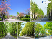 新緑の季節、東京都に一番多い街路樹を知っていますか？