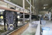 地元産海藻で牛のげっぷ対策 温暖化抑止へ検証、神奈川県