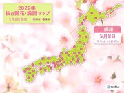 釧路で桜開花　平年より8日早い「母の日」のプレゼント