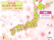 釧路で平年より9日早く桜満開　気象台の全ての標本木で桜が満開になりました