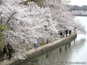 桜の開花が早まっているのは日本だけ?　ワシントンの開花状況をチェック
