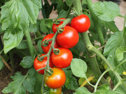 家庭菜園の初心者必見！ トマト栽培で失敗しないコツ        