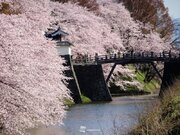 今年の桜、関東の4人に3人がまだら咲きを実感　地域で差が出た原因は？        