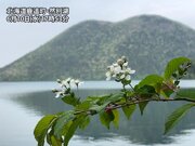 最も遅いサクラサク　北海道・然別湖畔のミヤマザクラ開花        