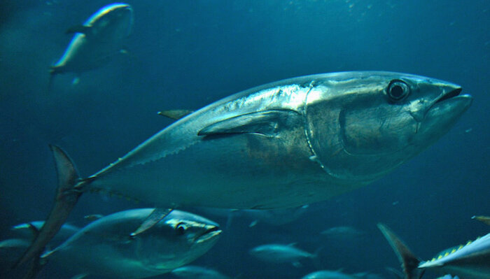 画像：葛西臨海水族園がクロマグロ80尾の導入を決定　6月22日から鑑賞可能に/画像は葛西臨海水族園サイトより