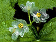 初夏から梅雨に咲く“透明の花”「サンカヨウ」とは