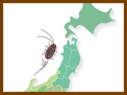 ゴキブリの北限はどこ 北海道のゴキブリ事情 19年6月28日 Biglobeニュース
