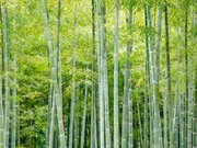 大きいから「竹」とは限らない？　竹と笹の見分け方