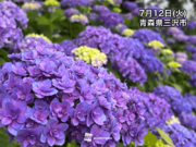 東北は紫陽花の季節に　北海道も色付きが進む