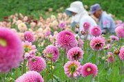 色鮮やかに10万本、「ダリア園」開園　花摘み体験や感謝祭も　兵庫県宝塚市 