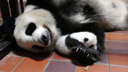 上野動物園のパンダの赤ちゃんが名前を募集　応募期間は7月28日から8月10日まで
