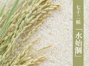 日本の主食・お米ができるまで　七十二候「水始涸」        