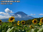 青空に映える遅咲きのヒマワリと富士山