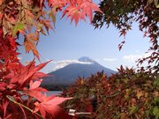 紅葉情報　今週末は富士山麓の河口湖畔などが見頃に