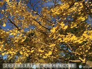 東海地方　紅葉や黄葉　各地で色づく　20日まで穏やかな晴天が続き　散策日和