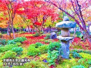 錦秋の京都　週末の紅葉狩りは明日19日(土)がおすすめ