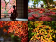 京都・嵐山の人力車夫が教える、簡単に紅葉を美しく撮れる5つのポイント