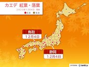静岡・鳥取でカエデが紅葉　京都・徳島でイチョウが黄葉　紅葉狩り日和はいつ?