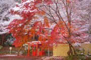 紅葉終わりの絶景雪景色　赤いもみじに白い雪　京都・嵐山