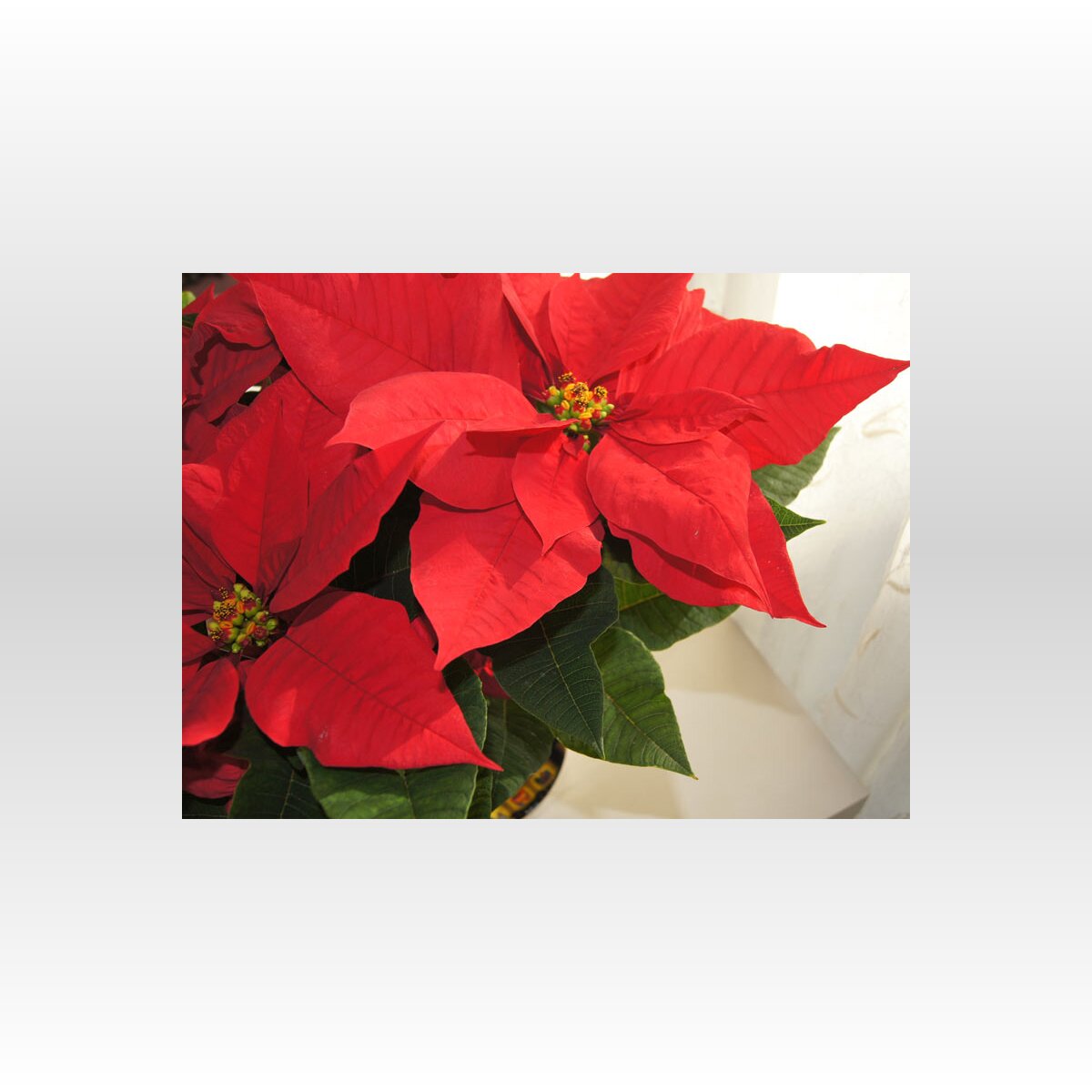 ポインセチアはなぜ クリスマスの花 になったのか 年12月24日 Biglobeニュース