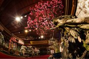 新春の風物詩・日本最大級の梅の盆栽展「長浜盆梅展」 開催