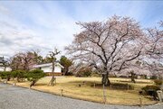 「二条城桜まつり2024」の開催