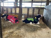 【USIMO】仔牛の防寒コート最新モデル、鳥取中央家畜市場で展示販売。特殊三層素材で体感3