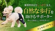 自然な歩行を支援する犬用膝サポーター「アニサポ パテラン」をMakuakeにてクラウドファンディング開始！