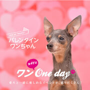 【湘南T-SITE】“バレンタインワンちゃん”集まれ。「ワン One day！」を2/4(日)に開催