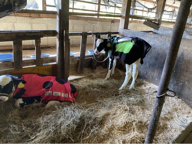 画像：【信州で初の展示販売】2/1中央家畜市場で、仔牛の防寒コート「モーっとほっと」お披露目。暖冬対応の換気機能付き最新モデル