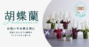 観葉植物・花のD2Cブランド「AND PLANTS」からお祝いやお供えのシーンに欠かせない「胡蝶蘭」が登場！2024年1月31日（水）より販売開始