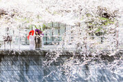 【ホテル雅叙園東京】「フォトウエディング～SAKURA～」都内屈指の桜の名所・目黒川の桜並木で唯一無二の一枚を