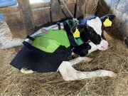 【北海道初上陸】仔牛専門アパレルブランドUSIMOの防寒コート、十勝地区家畜市場で2日間限定の展示販売。