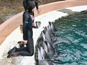 石川県「のとじま臨海公園水族館」より、被災による一時避難としてカマイルカ５頭を受け入れました